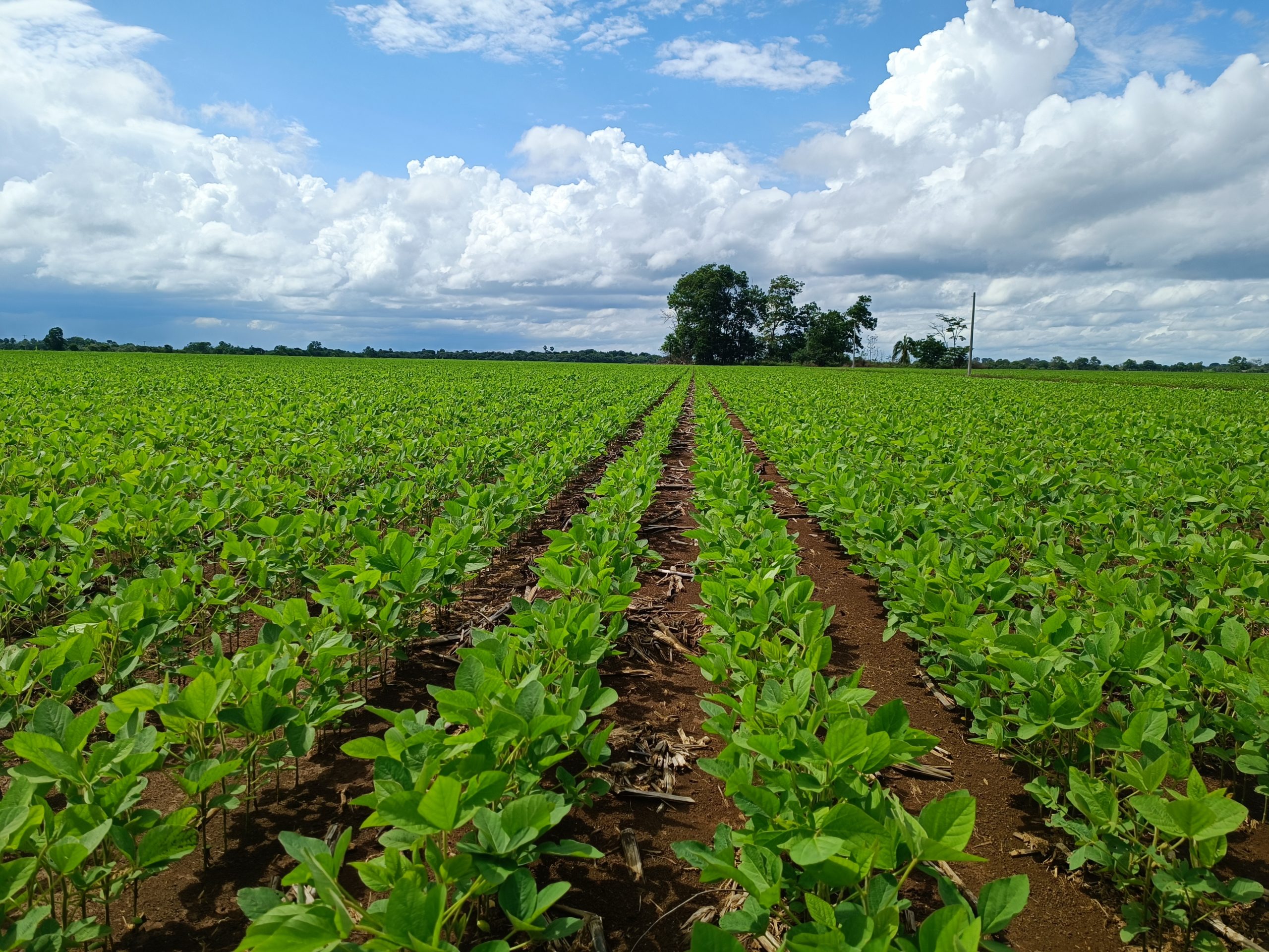 Campo agrícola sostenible