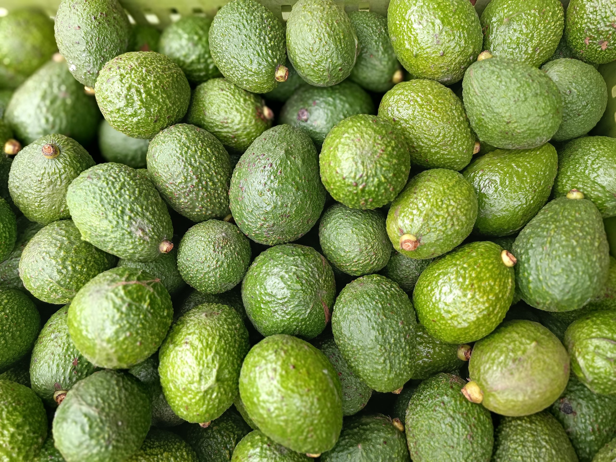 Cultivo de Frutales