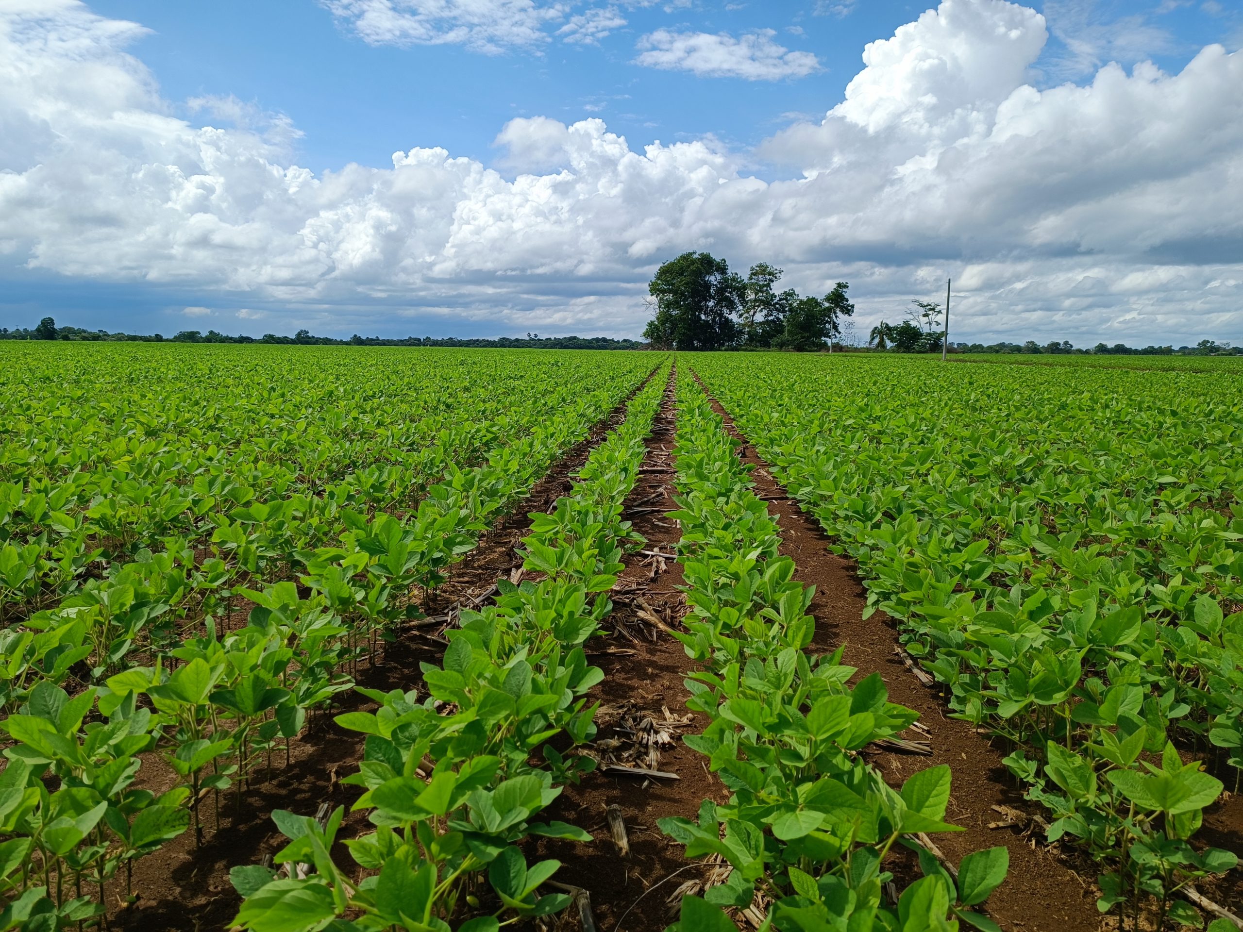 Cultivo de Soja