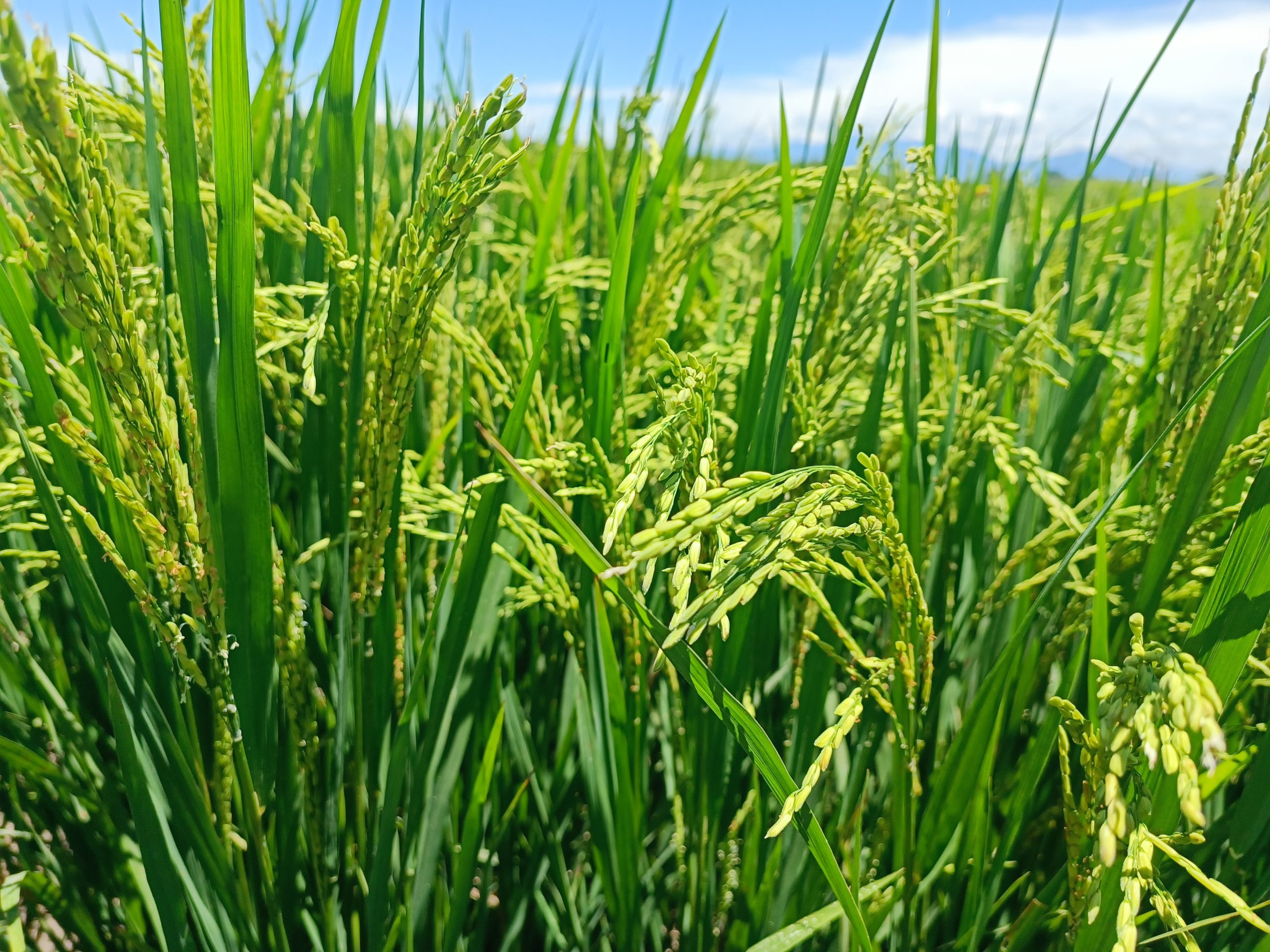 Cultivo de Arroz