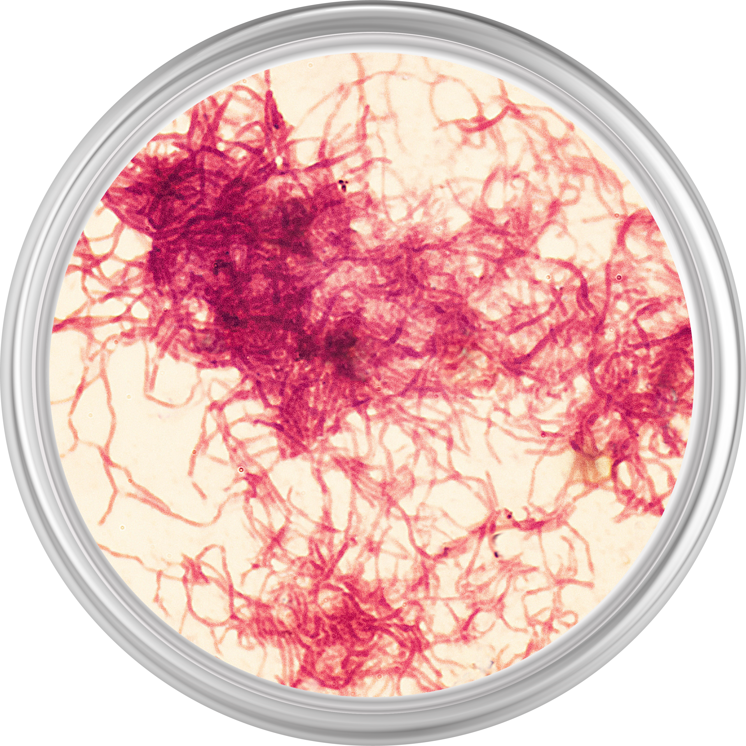 Microorganismo
