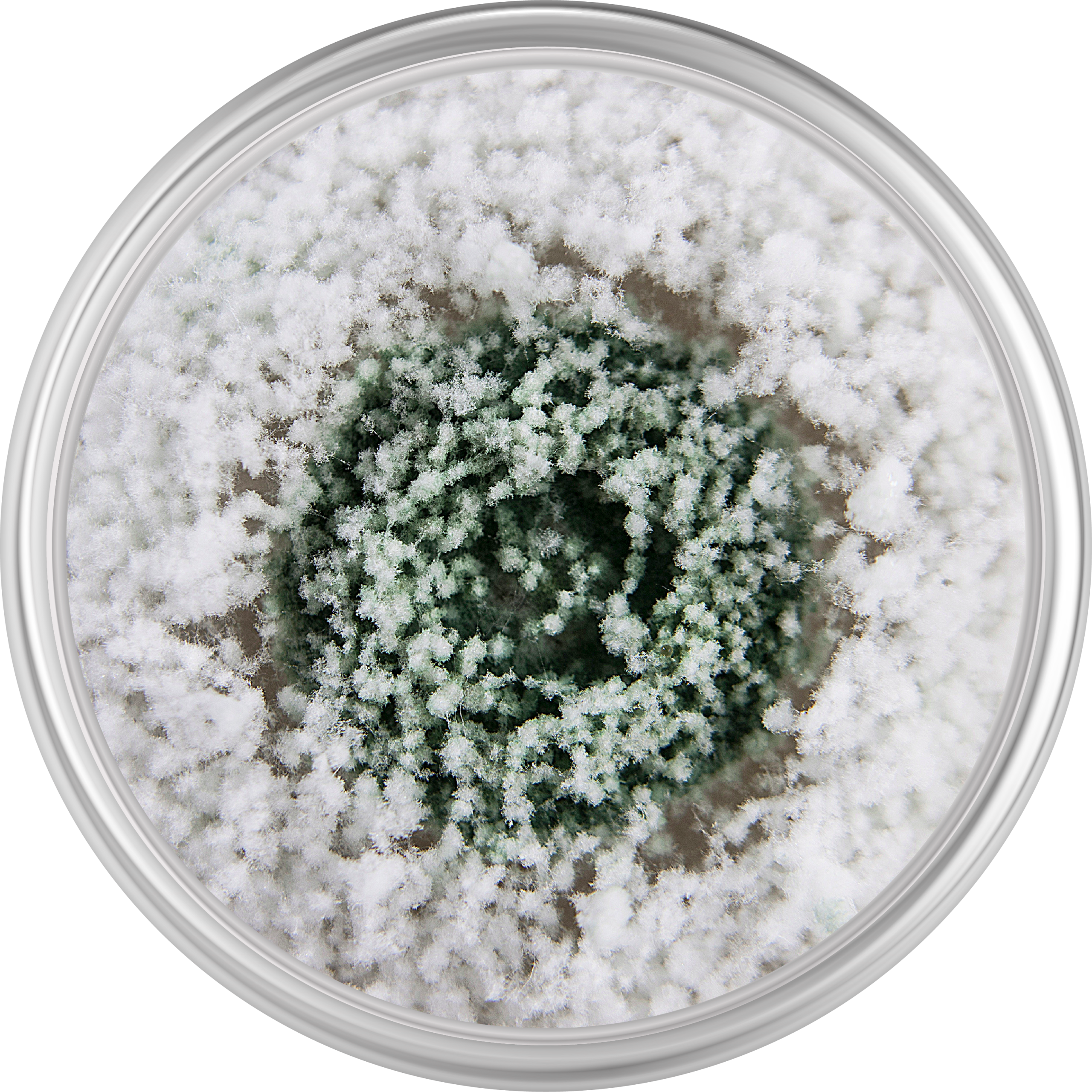 Microorganismo