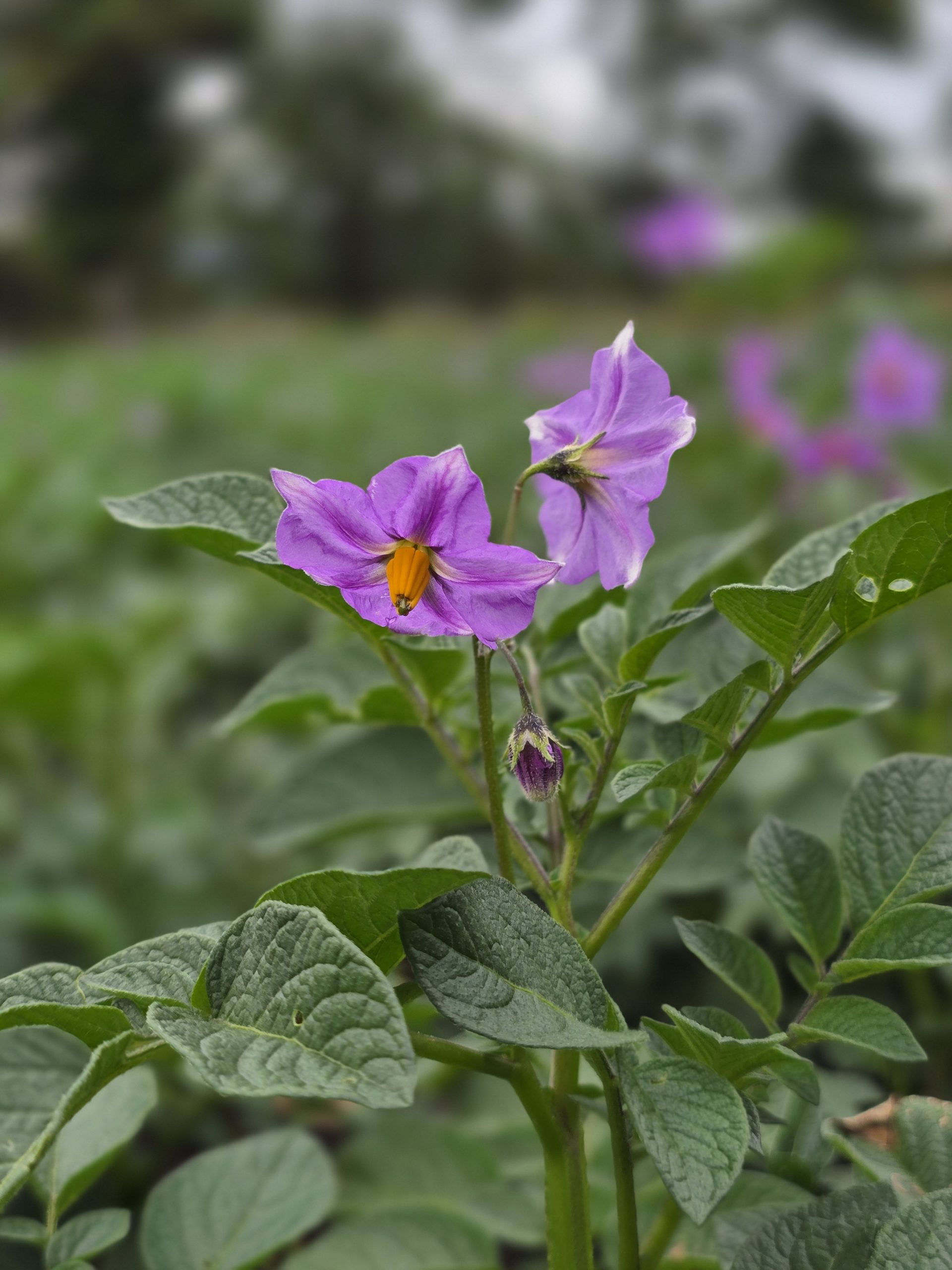 Cultivo de Hortalizas